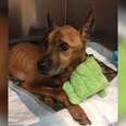 Rescuers Refused To Give Up On Dog Abandoned At 60 Pounds Underweight