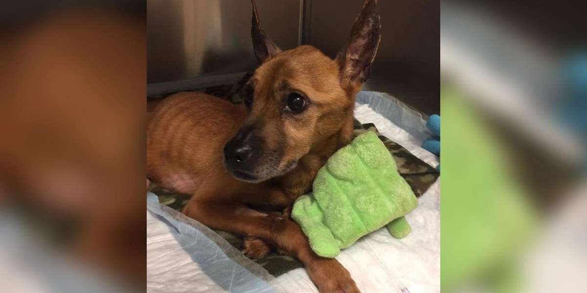 Rescuers Refused To Give Up On Dog Abandoned At 60 Pounds Underweight ...