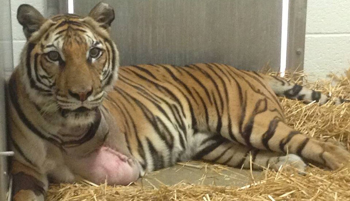 Zoo Introduces Two Tigers To Each Other — And One Loses Her Leg - The Dodo
