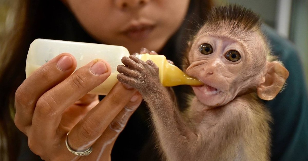 Tiny Baby  Monkey  Abandoned  By Mom Gets His Very First 
