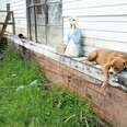 Dogs Left Chained In Yard After Owners Fled In Louisiana Flood
