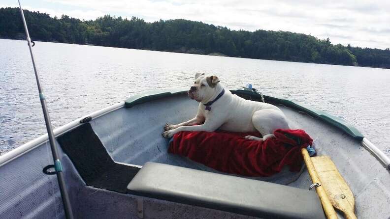 Dog On Death Row Flies 2,000 Miles To A New Home - The Dodo