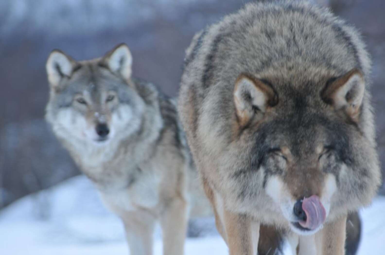 Norway Plans To Kill Most Of Its Wolves The Dodo