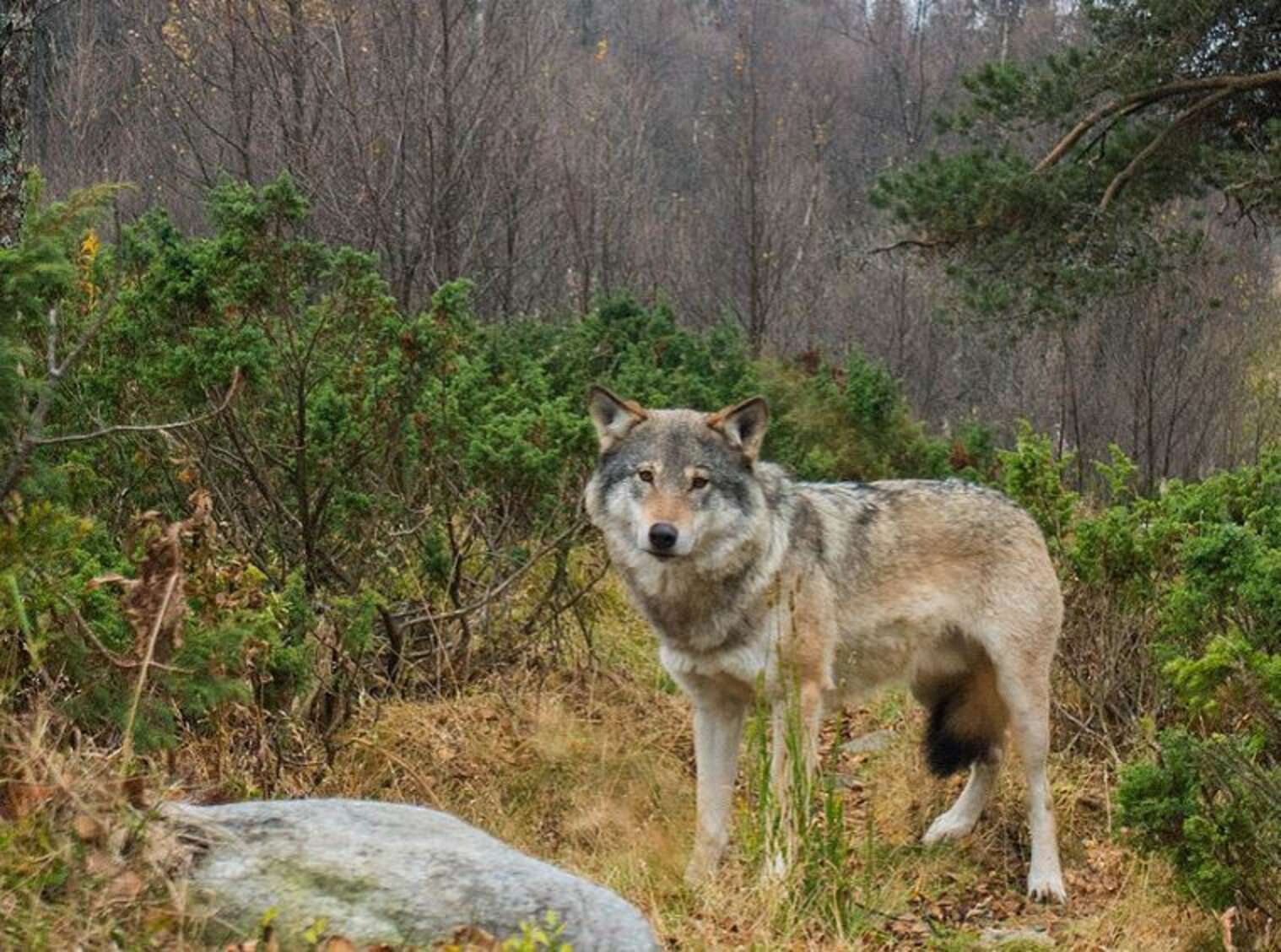 Norway Plans To Kill Most Of Its Wolves - The Dodo