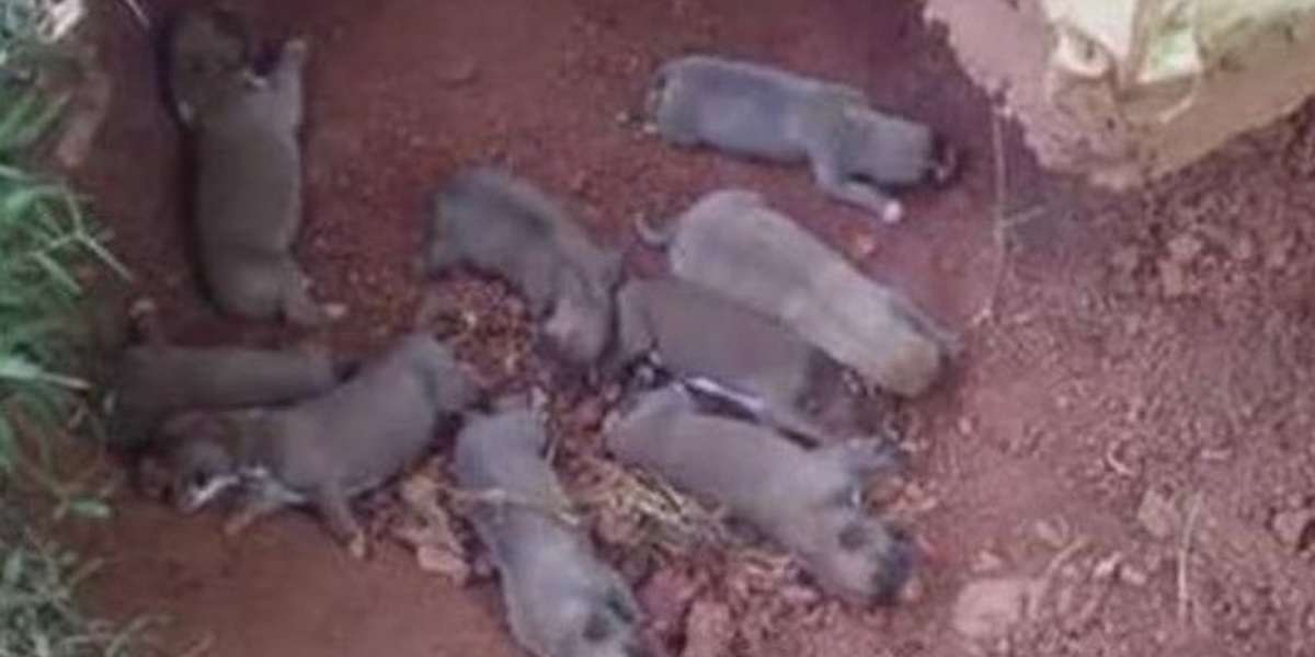 Dog Hides Her Puppies In A Ditch To Keep Them Safe Until Help Arrives ...