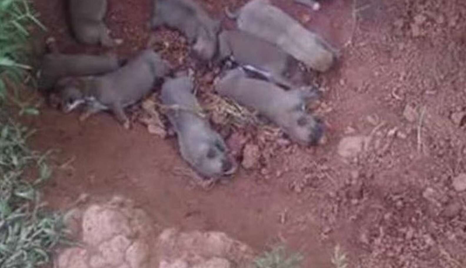 Dog Hides Her Puppies In A Ditch To Keep Them Safe Until Help Arrives ...