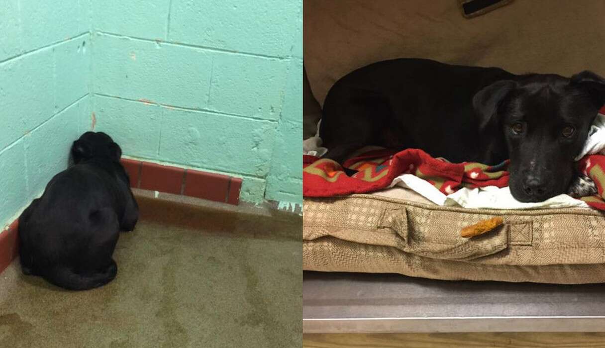 Dog Who Was Terrified At Shelter Gets The Best Foster Home ...
