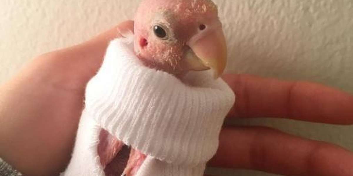 Naked Little Bird Wears A Sock To Keep Her Warm