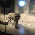White Tigers Stuck In Aquarium Haven't Felt The Sun In 12 Years