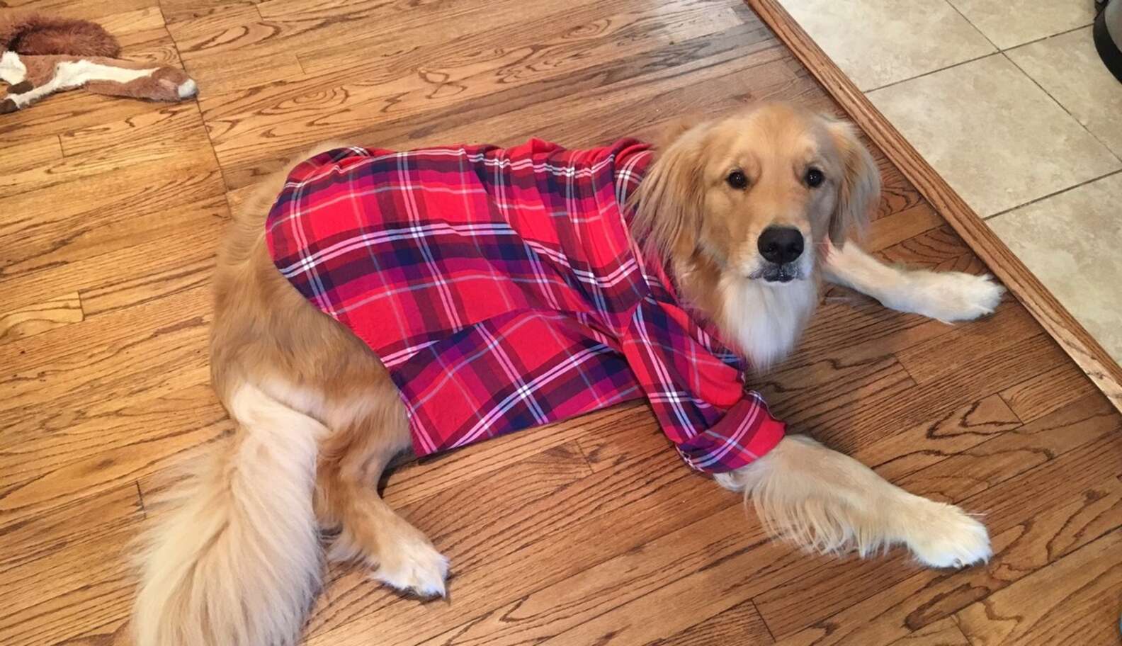 Dog Dresses Up To Help His Dad Propose To His Mom - The Dodo