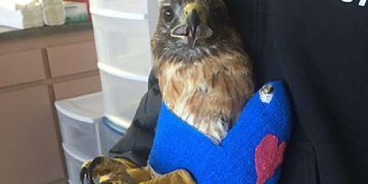 Woman Finds Injured Hawk In Her Yard And Saves His Life - The Dodo
