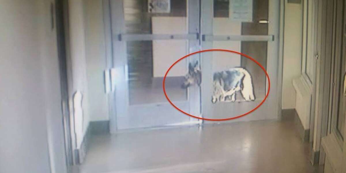 Shelter Dog Breaks Through 3 Doors To Look For Her Old Family The Dodo