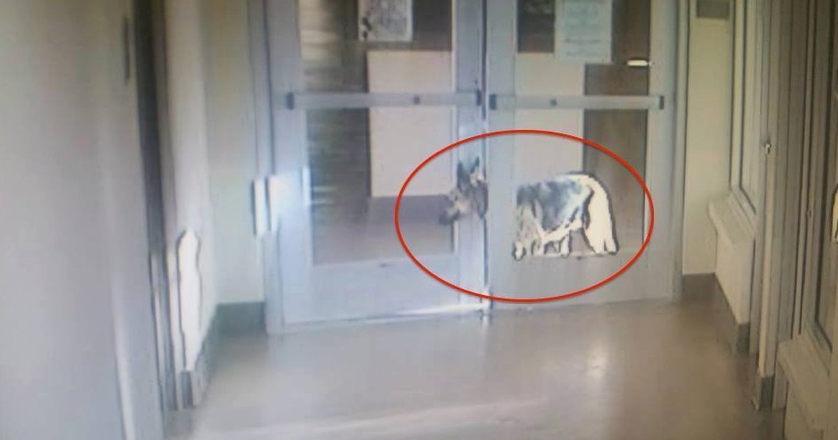 Shelter Dog Breaks Through 3 Doors To Look For Her Old Family The Dodo
