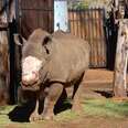 Rhino Stands Strong After Losing Half His Face To Poachers