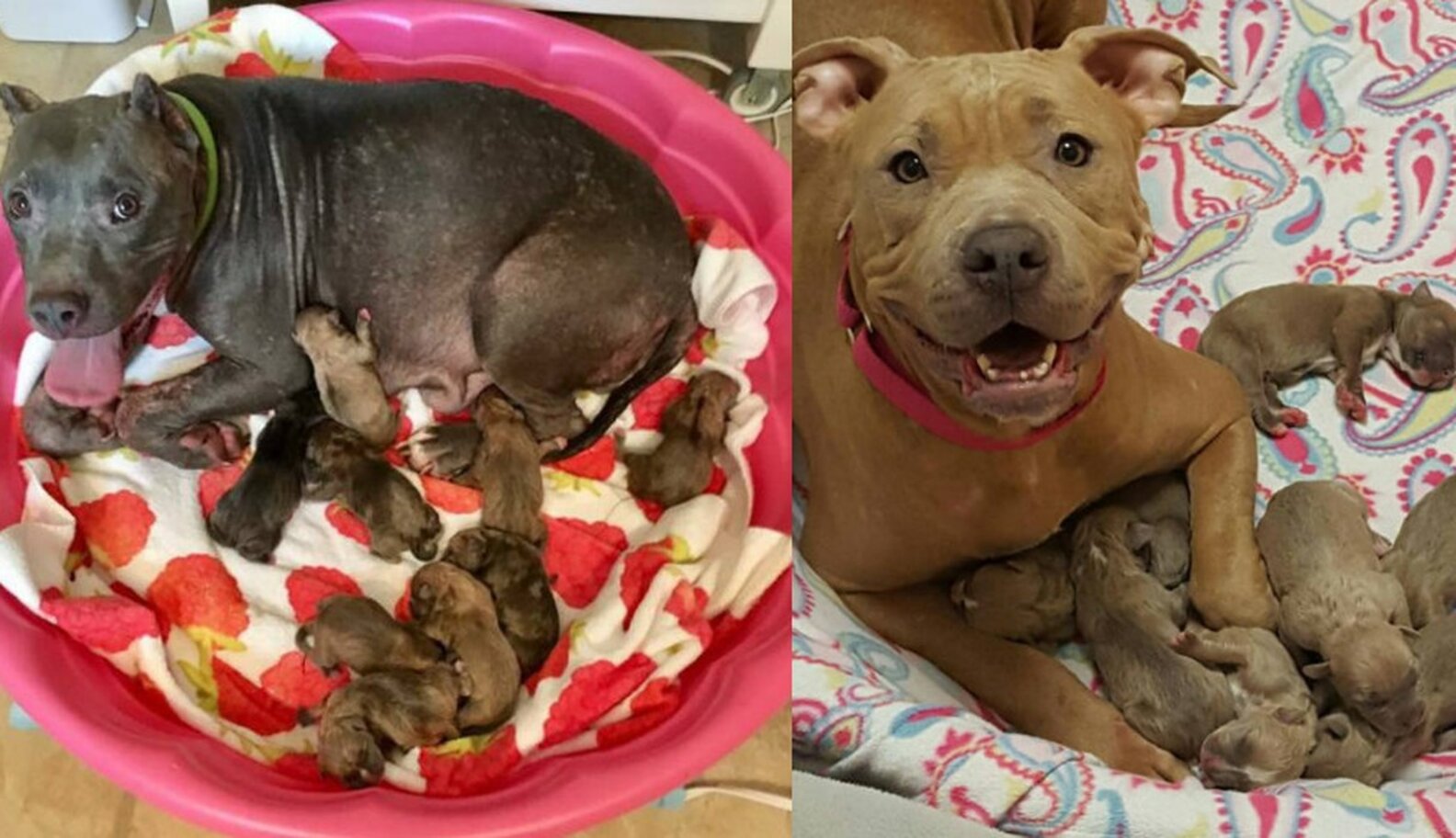 Dogs Kept Alone In Basement Were Rescued Just In Time To Moms