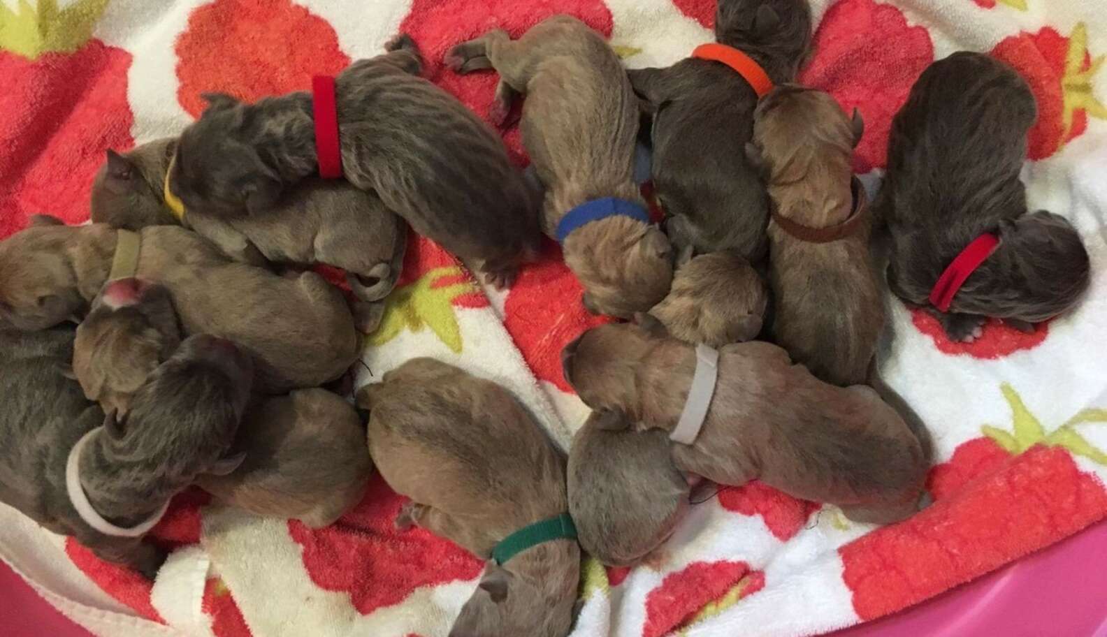 Dogs Kept Alone In Basement Were Rescued Just In Time To Become Moms ...