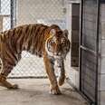 Starving Tiger Who Was So Skinny Now Looks Nothing Like His Old Self