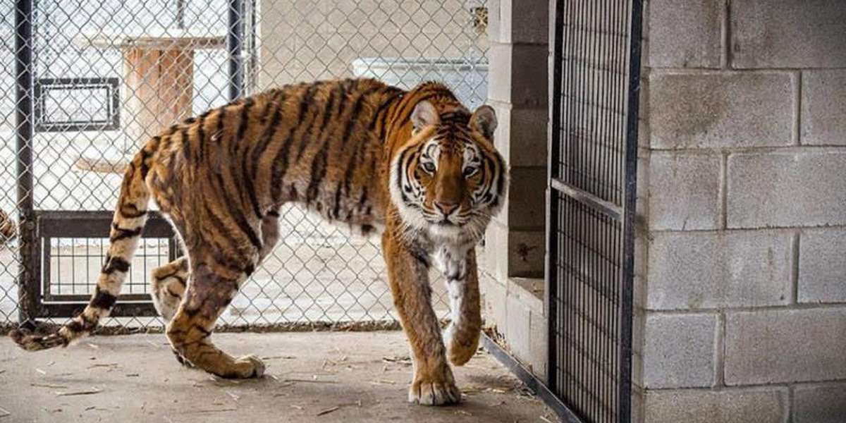 Starving Tiger Who Was So Skinny Now Looks Nothing Like His Old Self