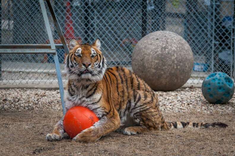 Starving Tiger Who Was So Skinny Now Looks Nothing Like His Old Self ...