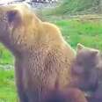 Baby Bear Refuses To Let Go Of Mom — Even Though He's All Grown Up Now