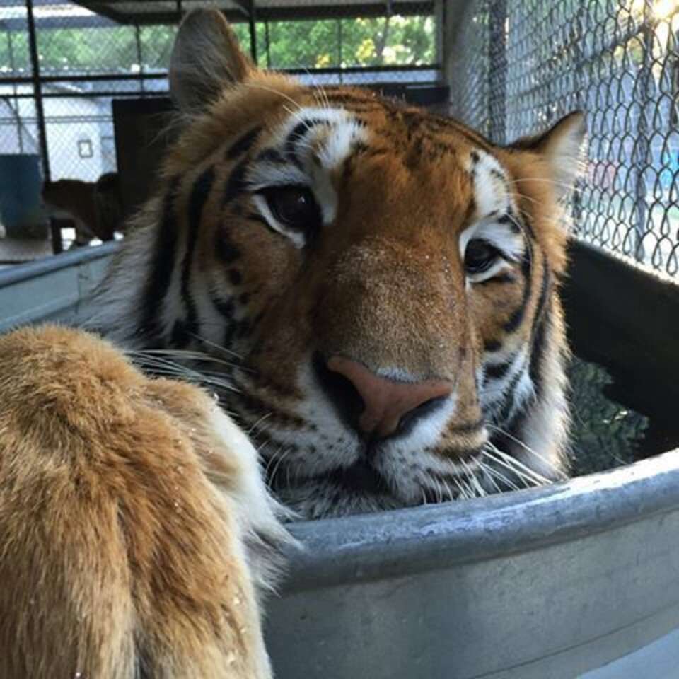 Starving Tiger Who Was So Skinny Now Looks Nothing Like His Old Self ...