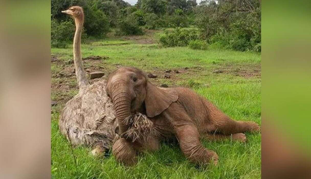 Ostrich Snuggles Orphaned Elephants So They Don't Feel Alone - The Dodo