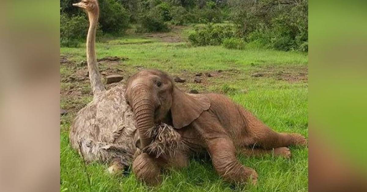 Ostrich Snuggles Orphaned Elephants So They Don't Feel Alone - The Dodo