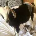 High Schoolers Rent Goat For $10 And Almost Kill Her