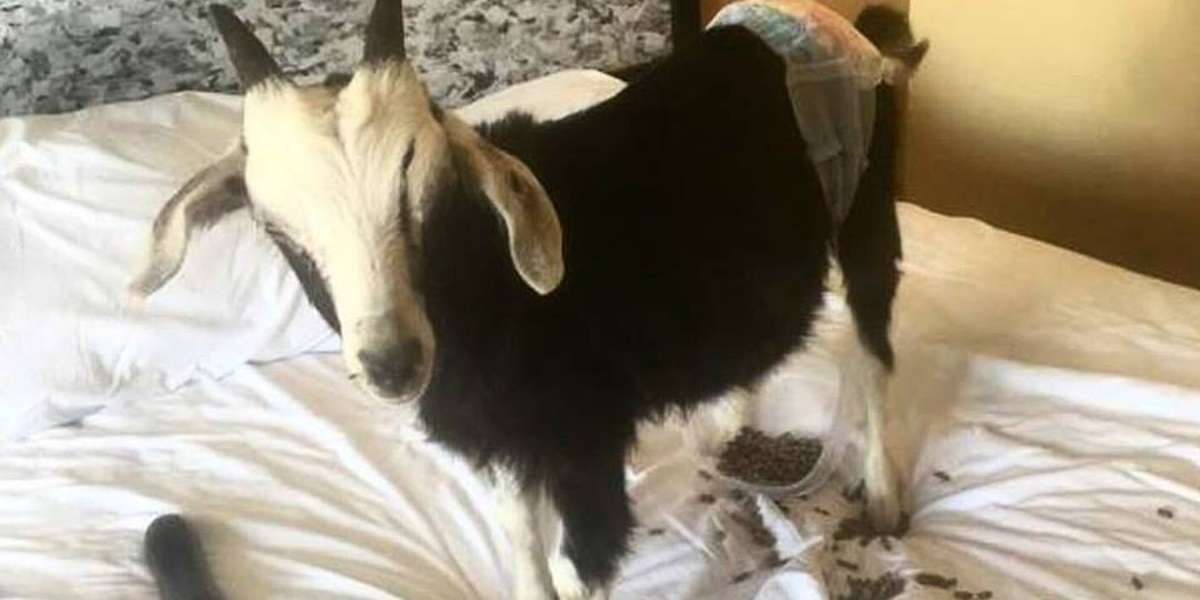 High Schoolers Rent Goat For 10 And Almost Kill Her The Dodo