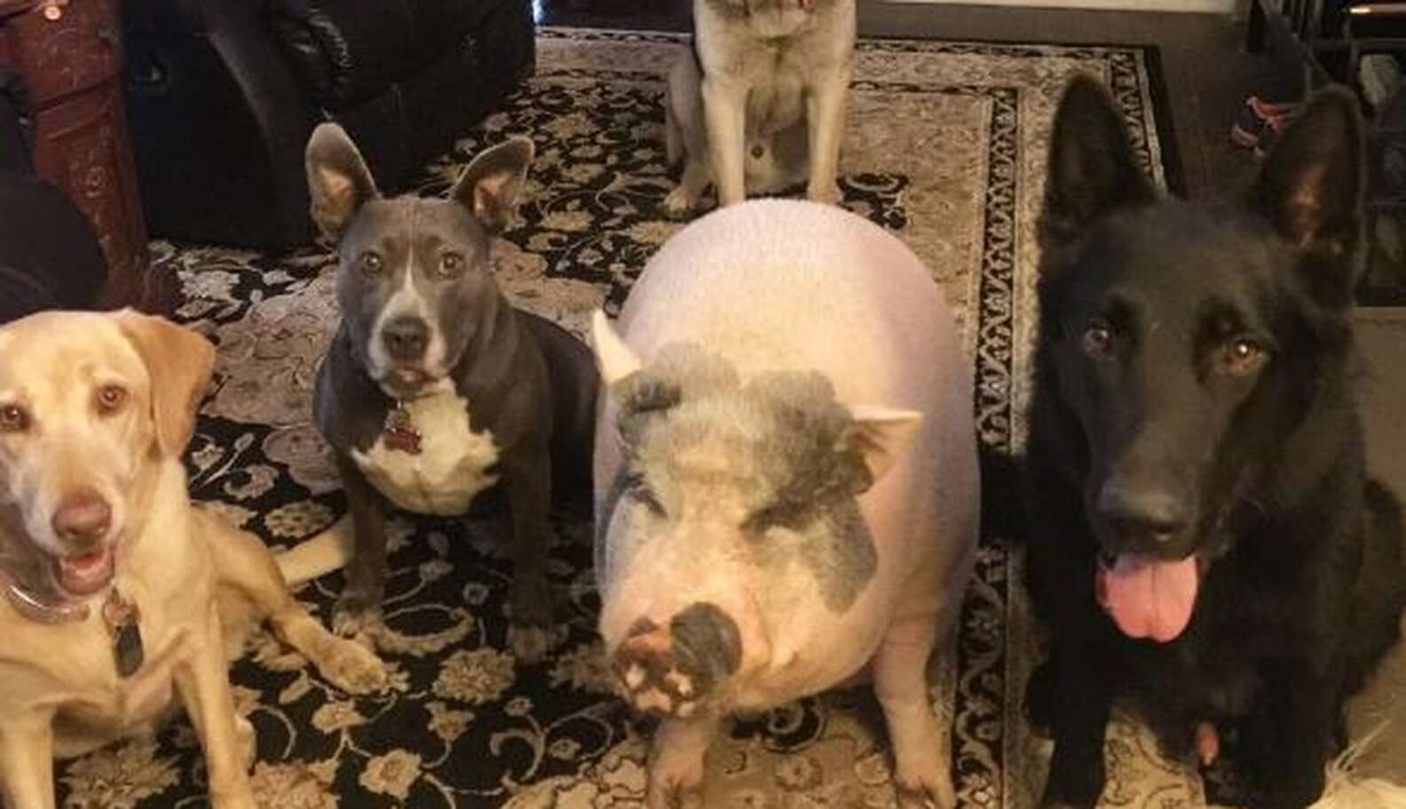 Chowder Skateboarding Dog Tiktok