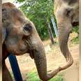 Shy Elephant Who Spent 45 Years In Chains Makes Her First Friend