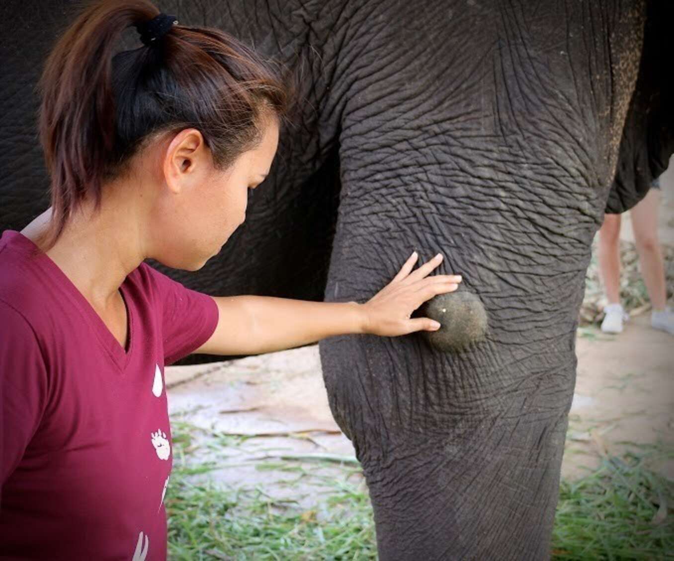 Shy Elephant Who Spent 45 Years In Chains Makes Her First Friend The Dodo