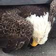 Bald Eagle Stuck In Car Grill Didn’t Even Look Alive — Until He Moved