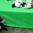 These Baby Panda Photos Are Anything But Cute