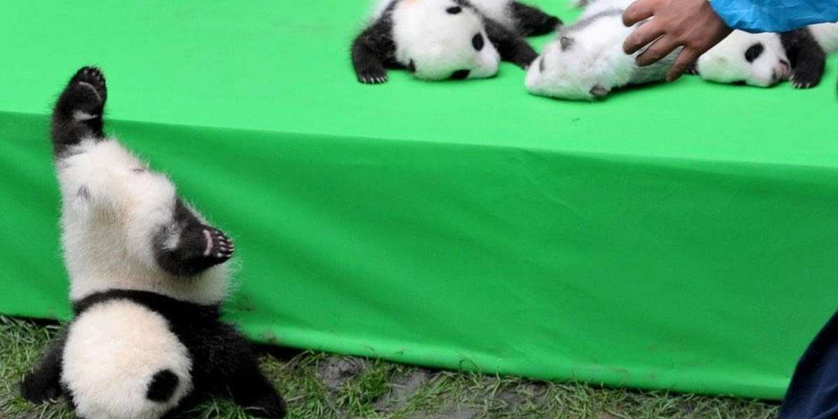 These Baby Panda Photos Are Anything But Cute The Dodo