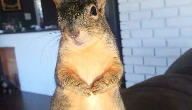 do squirrels have belly buttons