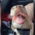 Montreal's Pit Bull Ban Gets Suspended Indefinitely