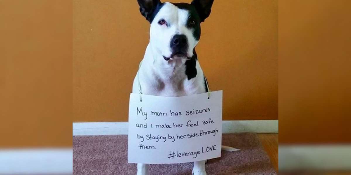 Rescue Dogs Wear Signs Showing How They Help Their Owners - The Dodo