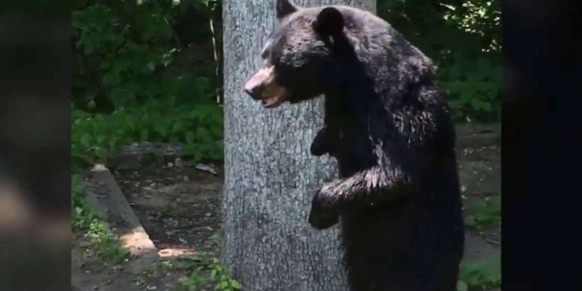 Famous Bear Who Was Killed Inspires Effort To Ban Hunt Forever - The Dodo