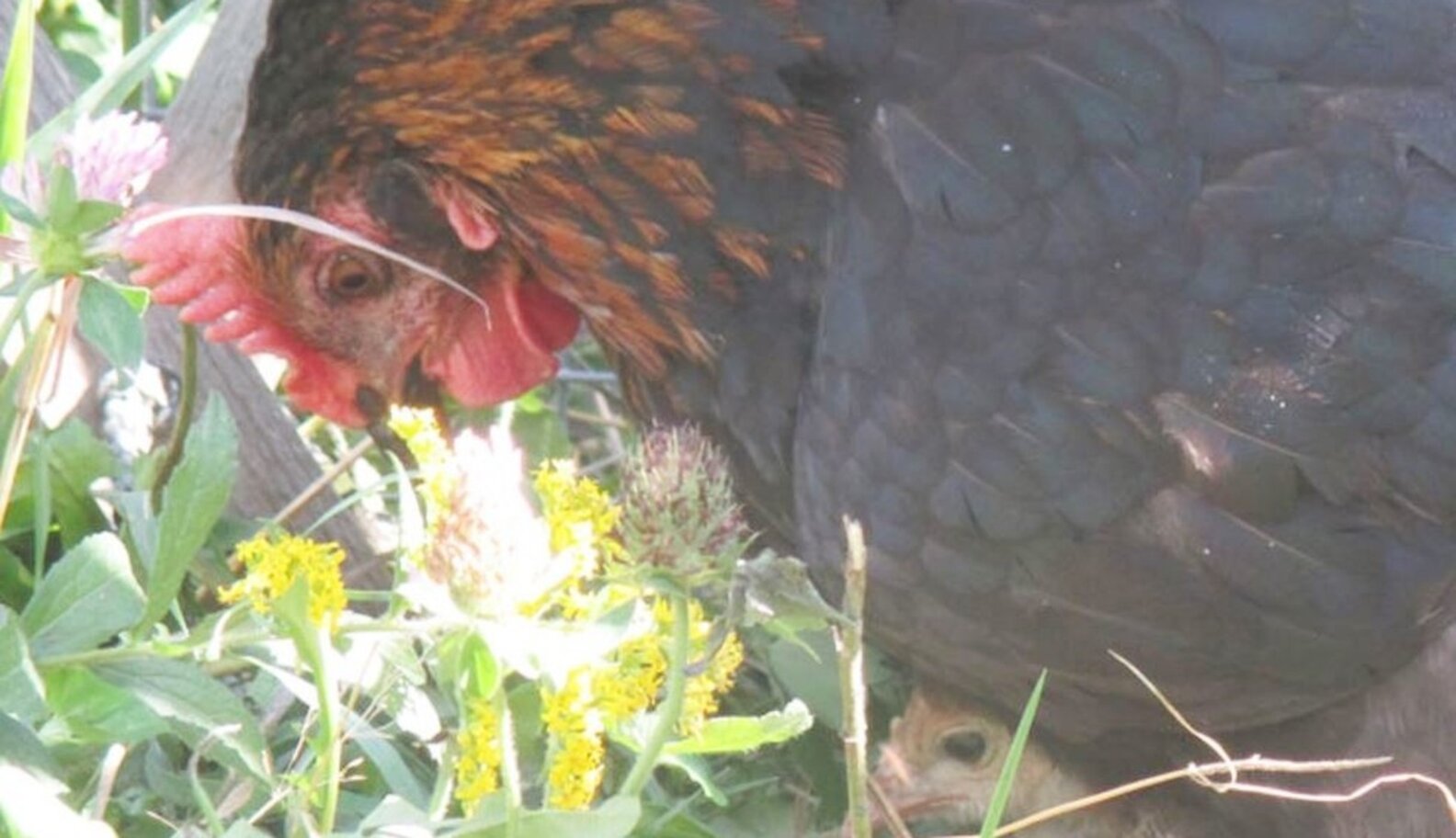 Chicken Was So Depressed — Until She Found An Orphaned Turkey - The Dodo