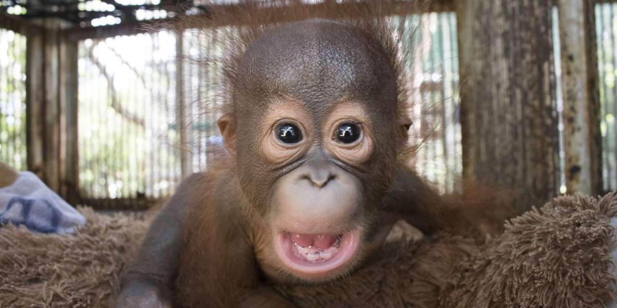Baby Orangutan Who Lost His Mom Is So Nervous On First Day Of School