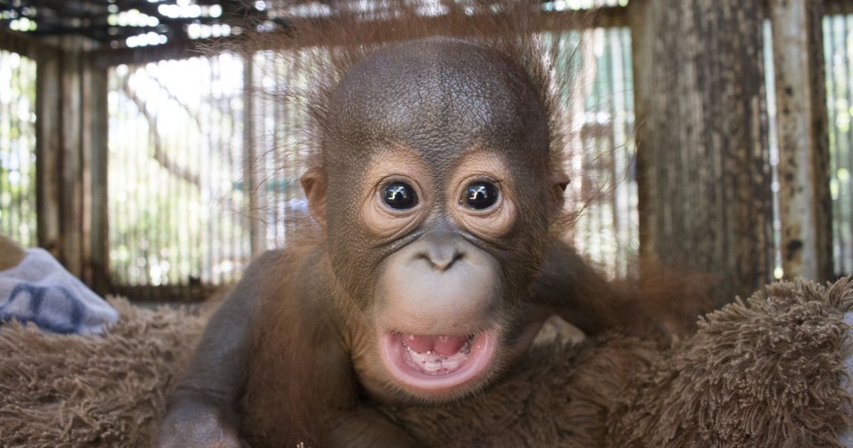  Baby  Orangutan  Who Lost His Mom Is So Nervous On First Day 