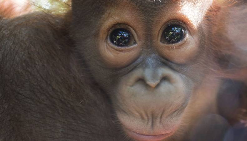 Baby Orangutan  Who Lost His Mom Is So Nervous On First Day 