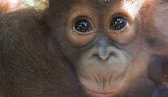 Baby  Orangutan Who Lost His Mom Is So Nervous On First Day   Baby  Orangutan Who Lost His Mom Is So Nervous On First Day
