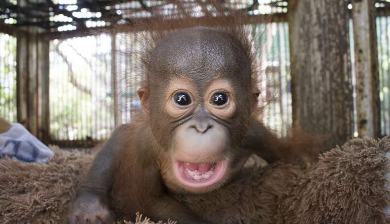 Celebrating Birthdays at ABQ BioPark: Two Beloved Animals Turn a Year Older