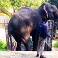 Elephant Forced To Give Rides Has No Idea He's Being Rescued — Again