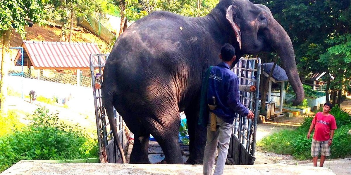 Elephant Forced To Give Rides Has No Idea He's Being Rescued — Again - The Dodo