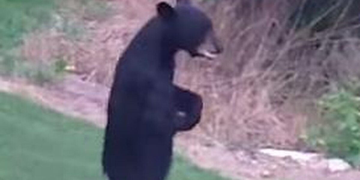 Bipedal bear's apparent death motivates bear hunt opponents