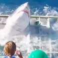Great White Shark Breaks Through Cage With Diver Still Inside