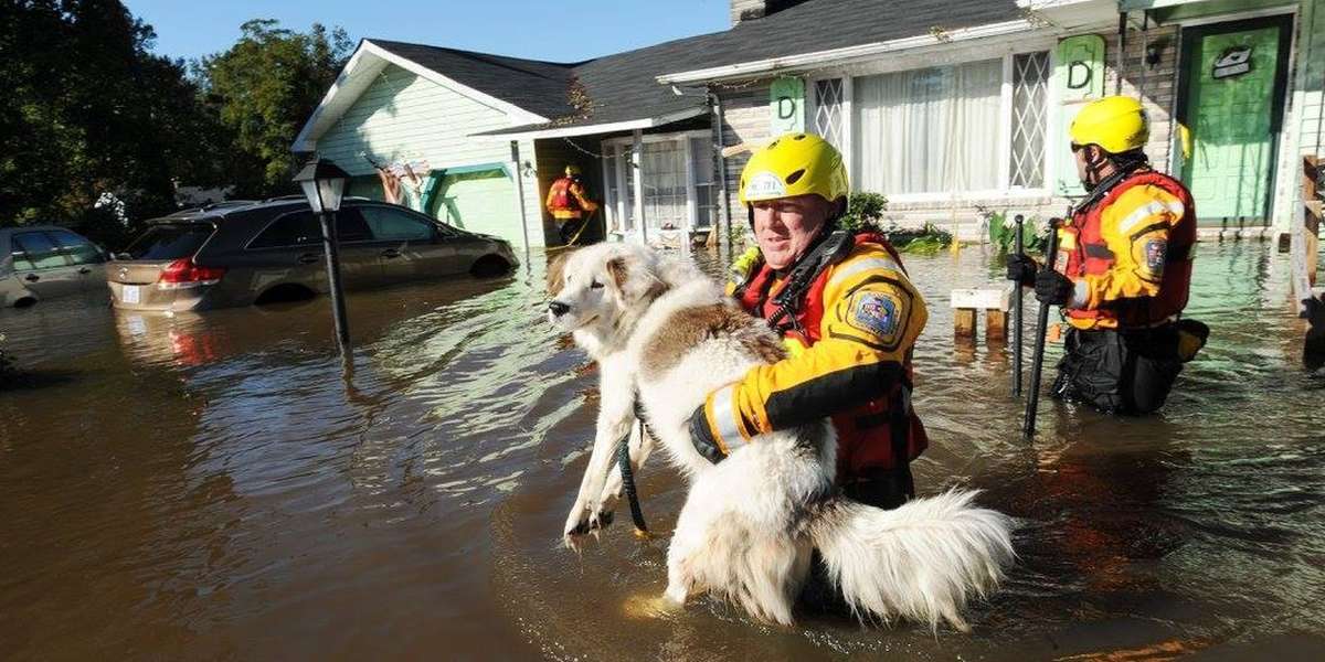 dog floods living room